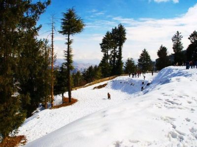 Great Himalayan Travels -Best Travel Agency Shimla
