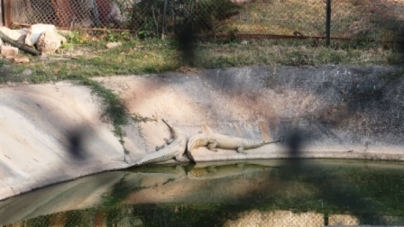 alligators in dehradun zoo